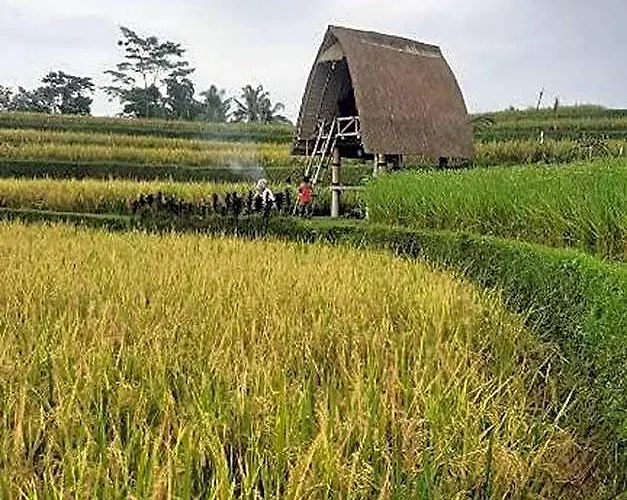 Swaha Retreat & Eco Park Ubud Campo de lujo 4*