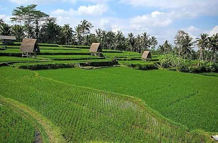 Swaha Retreat & Eco Park Ubud Campo de lujo 4*