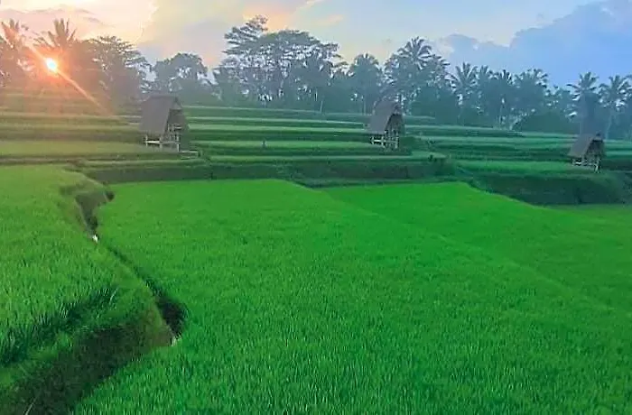 Swaha Retreat & Eco Park Ubud Campo de lujo 4*