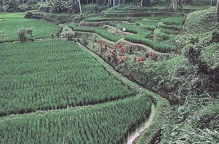 Swaha Retreat & Eco Park Ubud Sebatu (Bali)