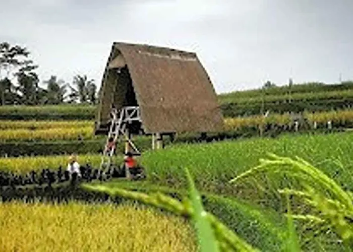 Swaha Retreat & Eco Park Ubud Campo de lujo 4*